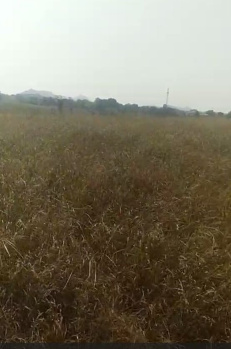 Agricultural Land for Sale in Gogunda, Udaipur