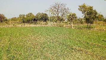  Agricultural Land for Sale in Dabok, Udaipur