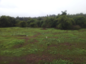  Agricultural Land for Sale in Dharbandora, South Goa, 