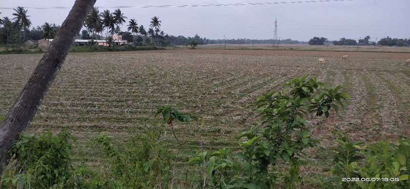 Agricultural Land 10 Acre for Sale in Nimapada, Puri