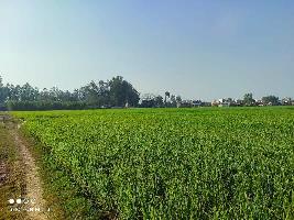  Agricultural Land for Sale in Banaur, Patiala