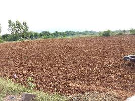  Agricultural Land for Sale in Todaraisingh, Tonk