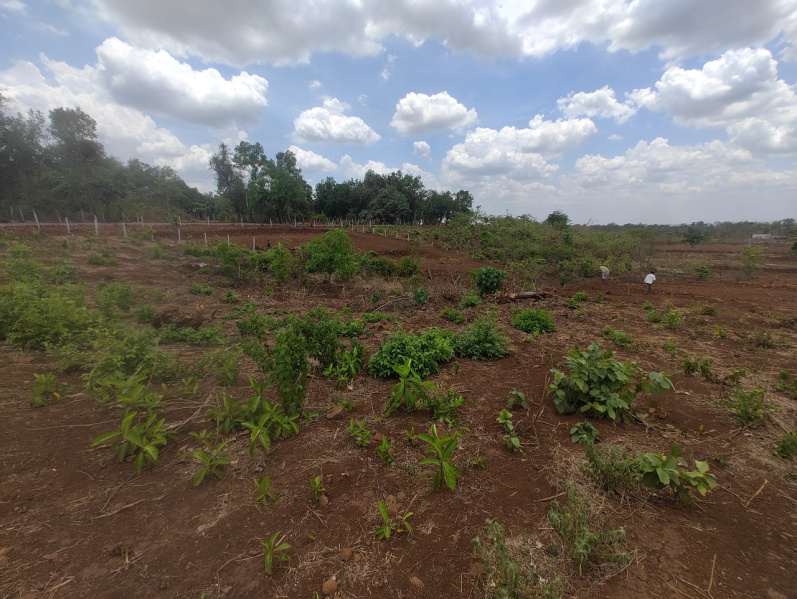  Agricultural Land 20 Guntha for Sale in Murbad, Thane