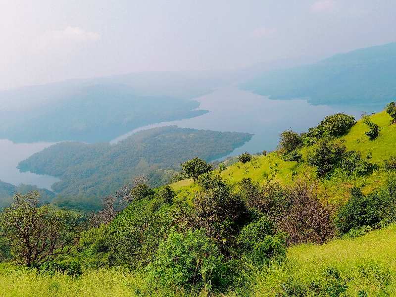 Agricultural Land 8 Acre for Sale in Patan, Satara (REI929554)