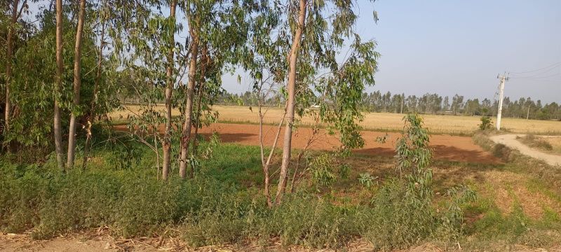  80 Guntha Agricultural/Farm Land for Sale in Alibag, Raigad