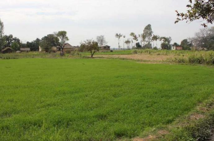  Agricultural Land 40 Guntha for Sale in Alibag, Raigad