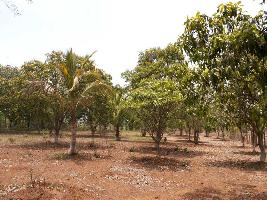  Agricultural Land for Sale in Badlapur, Thane