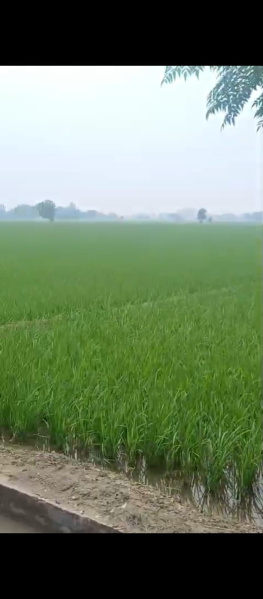  Agricultural Land 17 Acre for Sale in Nangal Purdil, Jalandhar