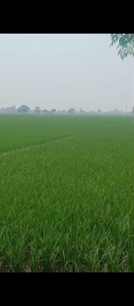  Agricultural Land 17 Acre for Sale in Nangal Purdil, Jalandhar