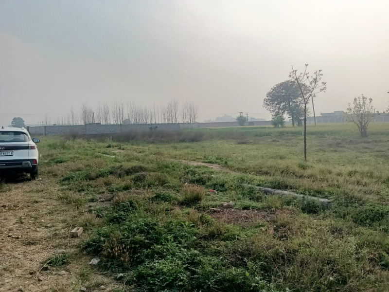  40 Marla Residential Plot for Sale in Urban Estate Phase 1, Jalandhar