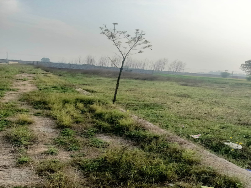  40 Marla Residential Plot for Sale in Urban Estate Phase 1, Jalandhar