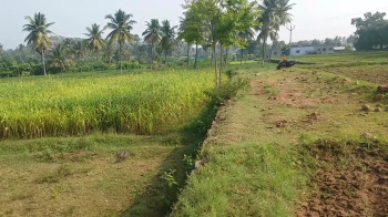  Agricultural Land for Sale in Ayothiyapattinam, Salem