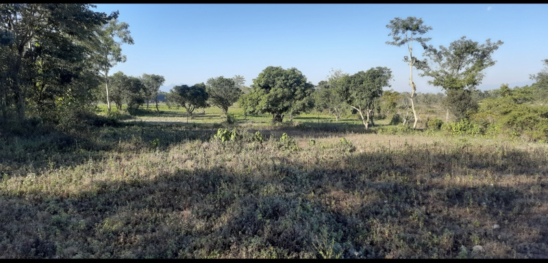  10 Bigha Agricultural/Farm Land for Sale in Chakrata Road, Dehradun