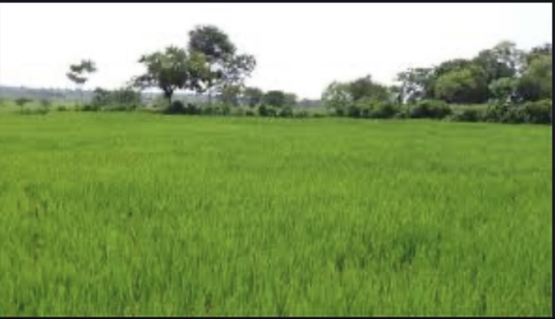 4840 Sq. Yards Commercial Land for Sale in Chakrata Road, Dehradun