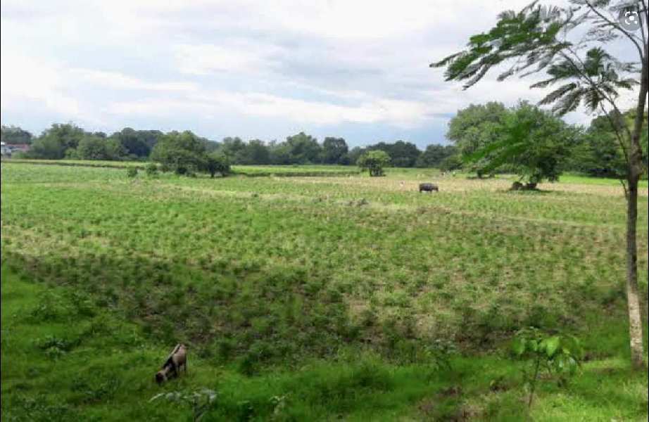 Agricultural Land 10 Bigha for Sale in Behat, Saharanpur