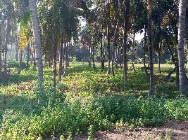  Agricultural Land for Sale in Halaguru, Mandya