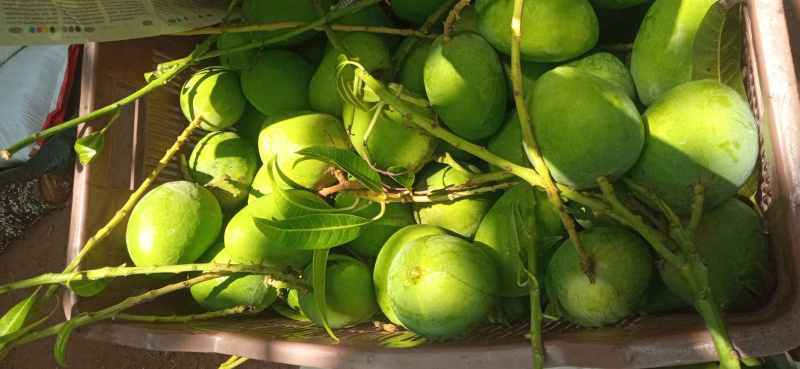  Agricultural Land 11 Acre for Sale in Malvan, Sindhudurg