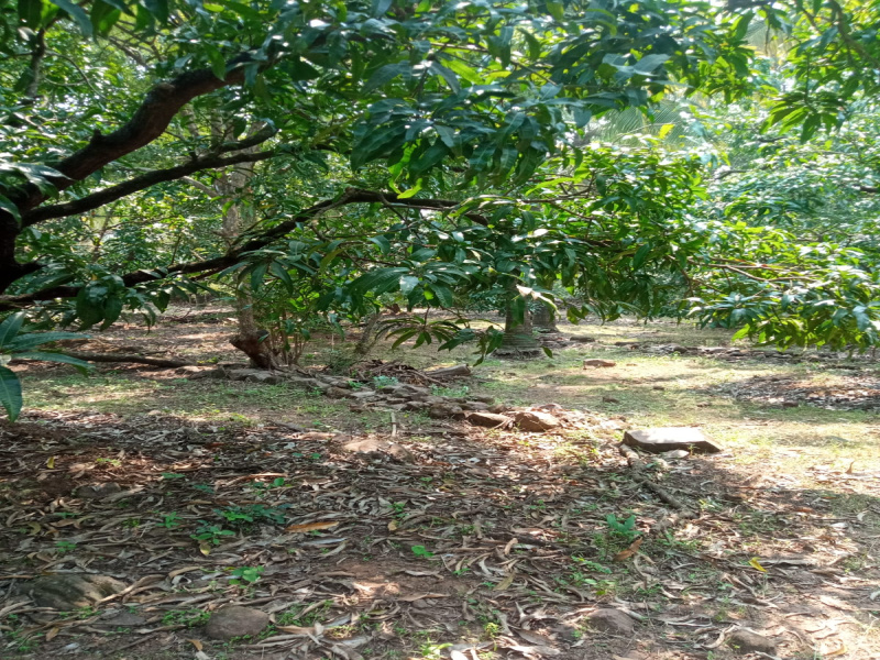 Agricultural Land 11 Acre for Sale in Malvan, Sindhudurg