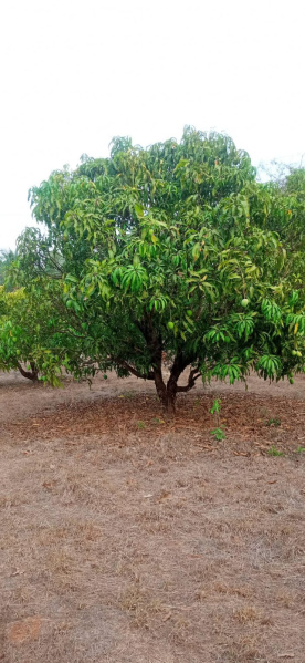  Agricultural Land 11 Acre for Sale in Malvan, Sindhudurg