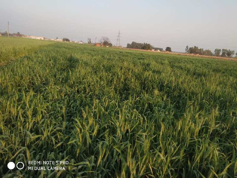 Agricultural Land 18 Acre for Sale in Barwala, Panchkula