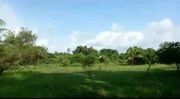  Farm House for Sale in Alibag, Raigad