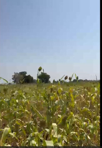  6 Acre Agricultural/Farm Land for Sale in Sindkheda, Dhule