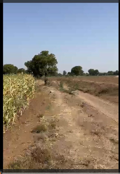  6 Acre Agricultural/Farm Land for Sale in Shindkheda, Dhule