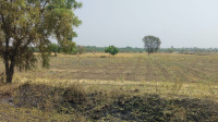  Agricultural Land for Sale in Shirdi, Ahmednagar