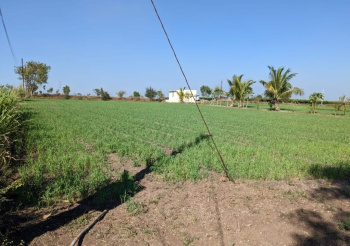  Agricultural Land for Sale in Niphad, Nashik