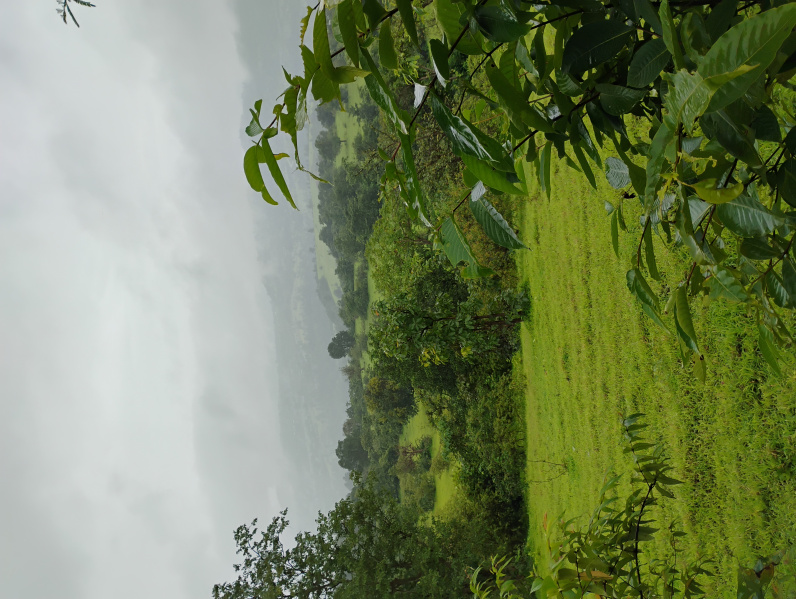  Agricultural Land 4 Acre for Sale in Trimbakeshwar, Nashik