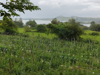  Agricultural Land for Sale in Ghoti Budruk, Nashik