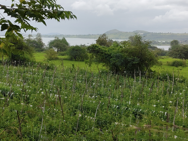  34 Guntha Agricultural/Farm Land for Sale in Ghoti Budruk, Nashik