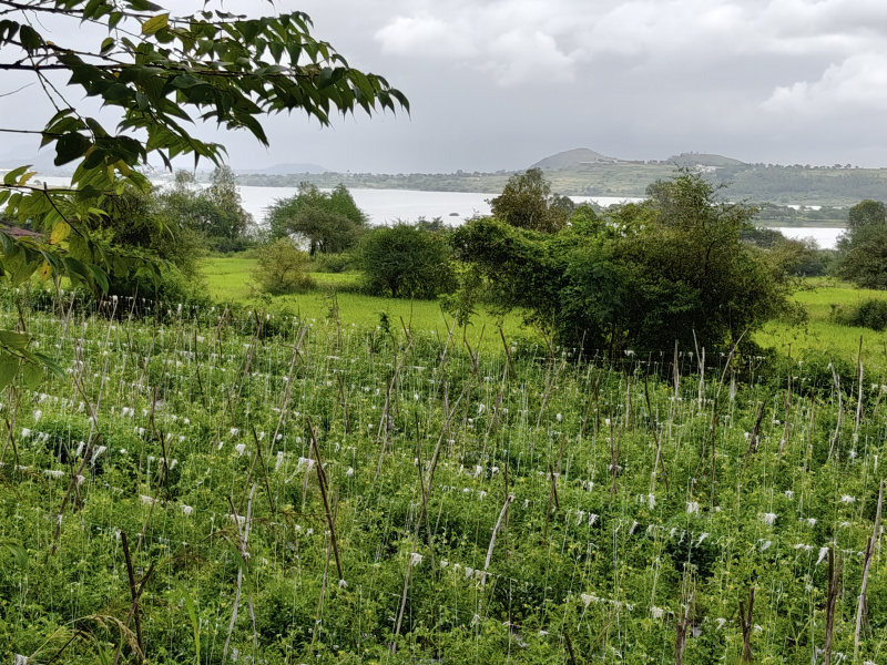  34 Guntha Agricultural/Farm Land for Sale in Ghoti Budruk, Nashik
