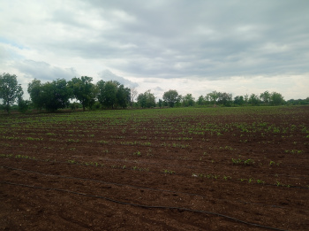  Agricultural Land for Sale in Yawal, Jalgaon