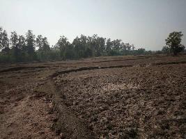  Agricultural Land for Sale in Ramchandrapur, Bardhaman