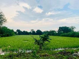  Agricultural Land for Sale in Nawabganj Barabanki