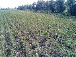  Agricultural Land for Sale in Lathi, Amreli