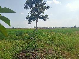  Agricultural Land for Sale in Narmada Colony, Katol, Nagpur