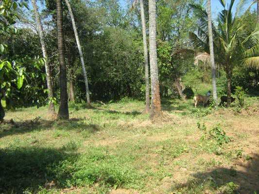 Residential Plot 60 Cent for Sale in Chalakudy, Thrissur