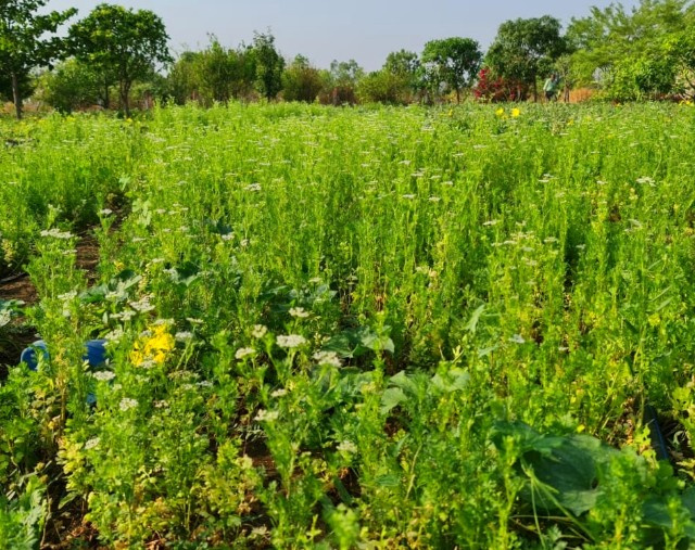 Agricultural Land 8 Acre for Sale in Parwaliya Sadak, Bhopal