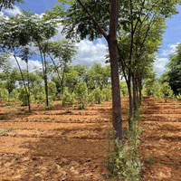  Agricultural Land for Sale in Anekal, Bangalore