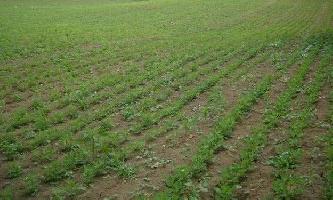  Agricultural Land for Sale in Ajnala, Amritsar