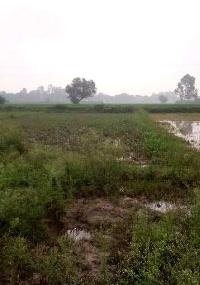  Agricultural Land for Sale in Dhariwal, Gurdaspur