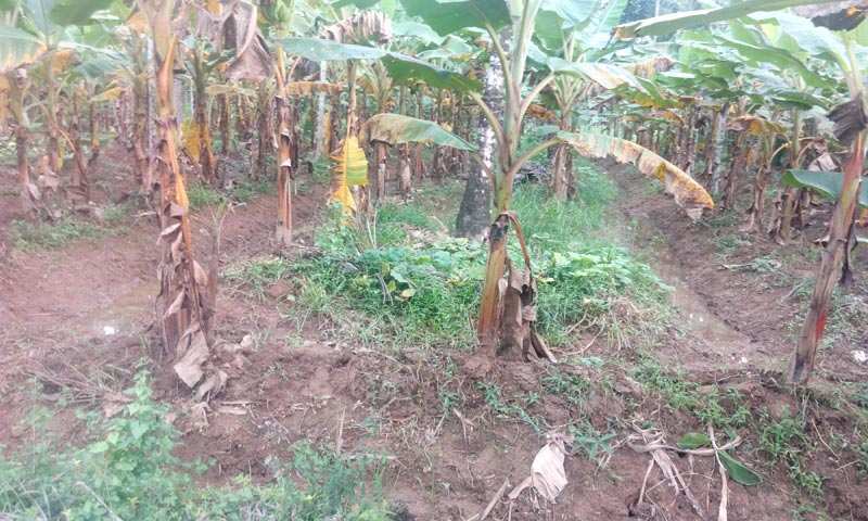 Agricultural Land 22 Cent for Sale in Manjeri, Malappuram