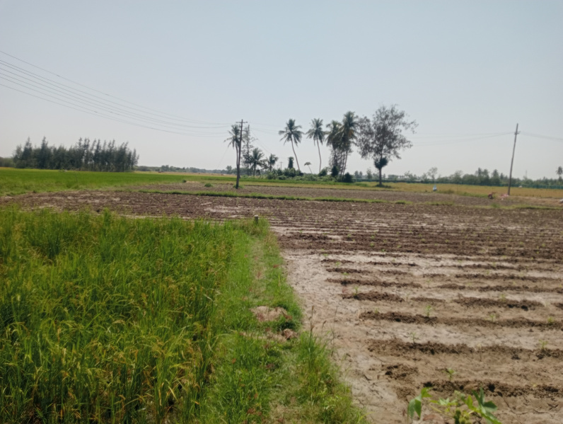  Agricultural Land 4 Acre for Sale in Madurantakam, Chennai