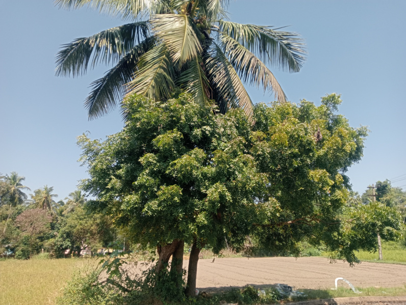  Agricultural Land 4 Acre for Sale in Madurantakam, Chennai