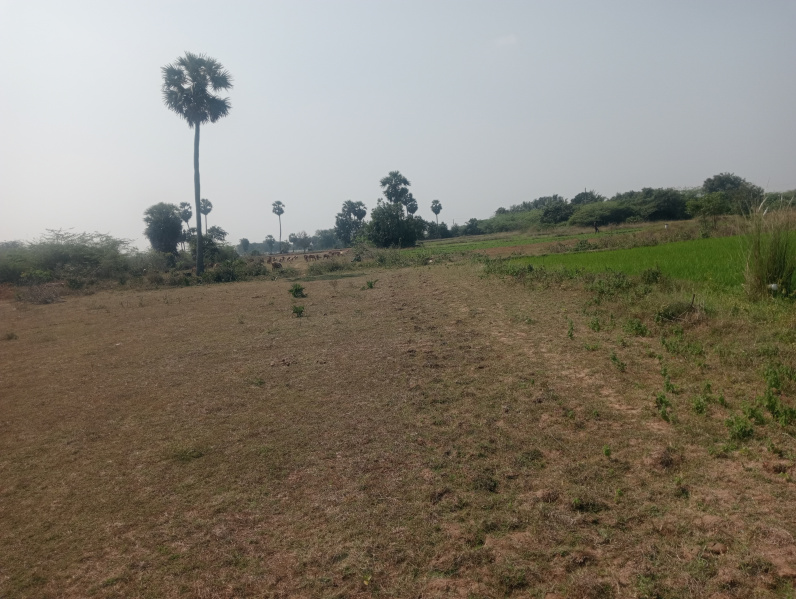  Agricultural Land 7 Acre for Sale in Uthiramerur, Kanchipuram