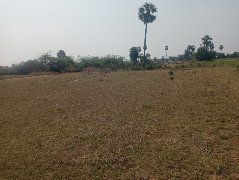  Agricultural Land 7 Acre for Sale in Uthiramerur, Kanchipuram