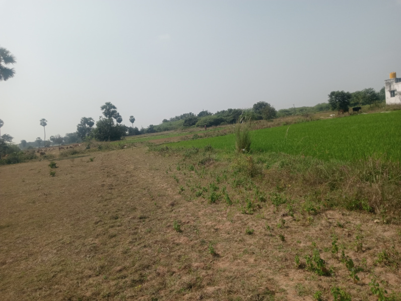  Agricultural Land 7 Acre for Sale in Uthiramerur, Kanchipuram