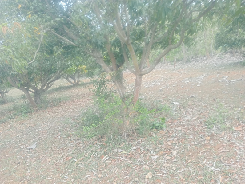  Agricultural Land 2 Acre for Sale in Cheyyar, Kanchipuram